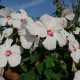 Hibiscus moscheutos Blanc Coeur Rouge C3